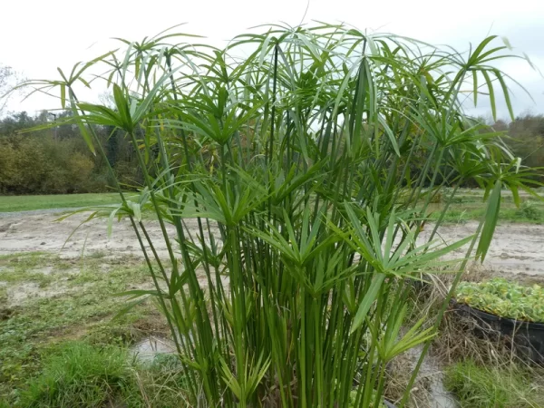cyperus-alternifolius-planta-paraguas-2-600x450