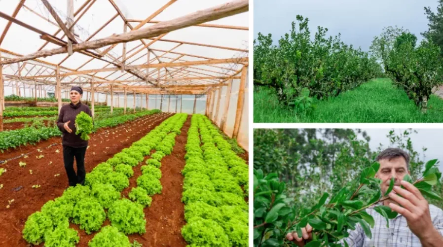 Captura de pantalla 2025-12-05 104004