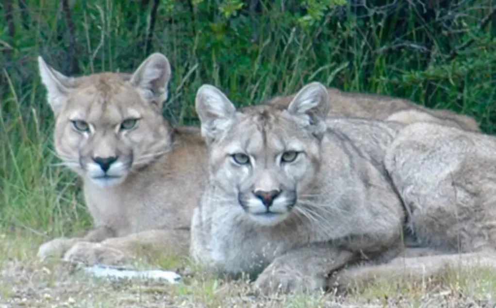 Captura de pantalla 2024-05-18 090730